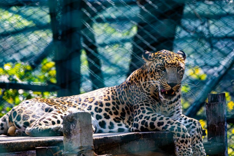 big cat
