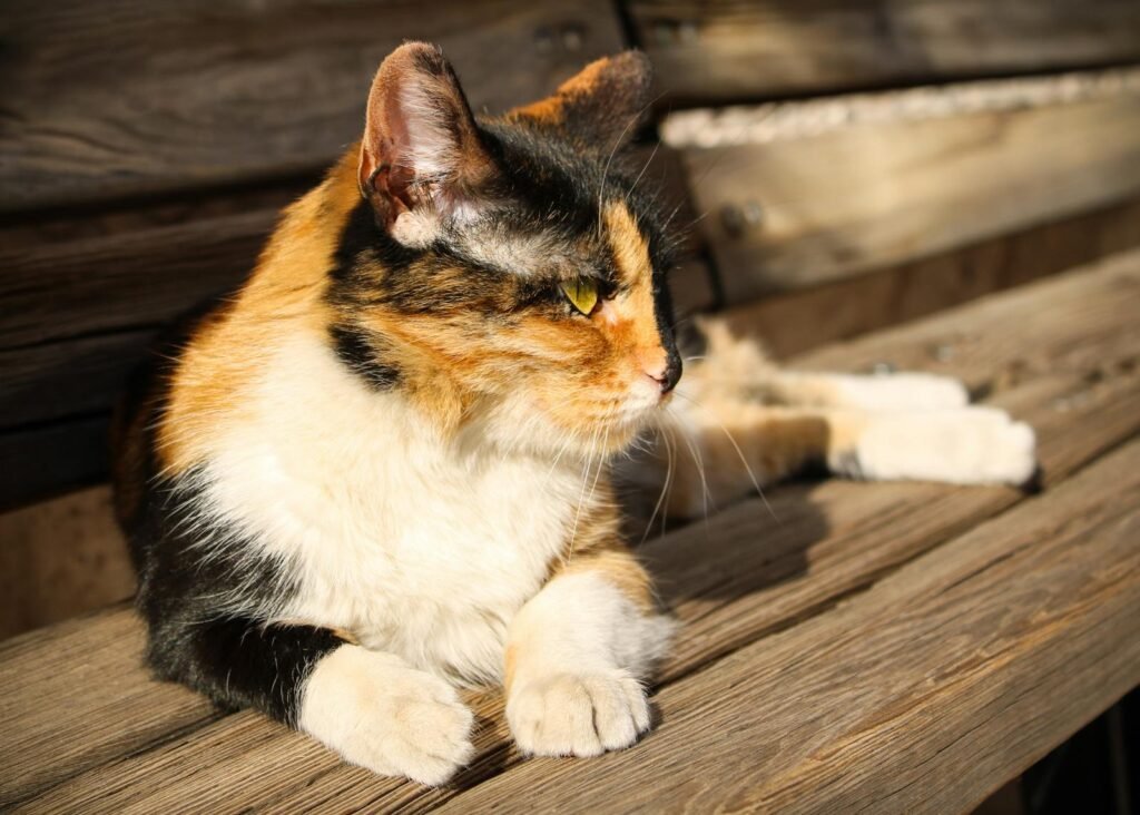 Domestic cat via pexels
