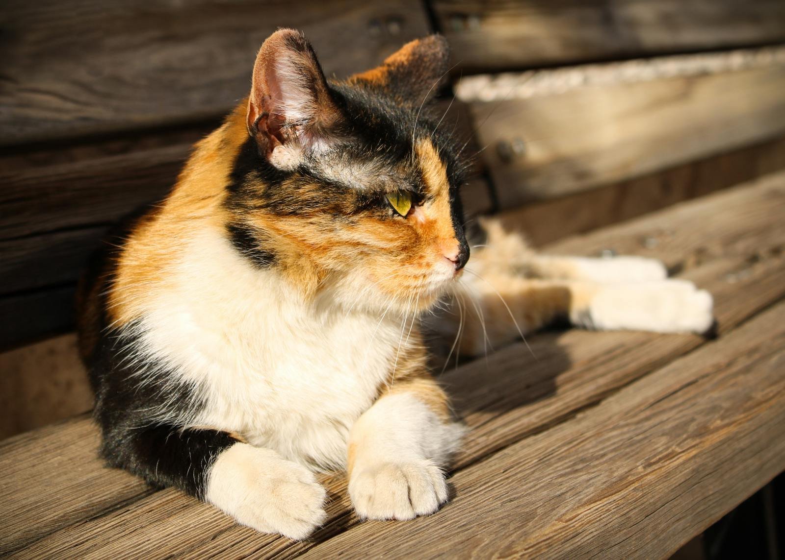 Photo by Tuğba Domestic cat via pexels