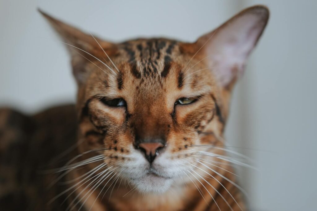 Free stock photo of cat