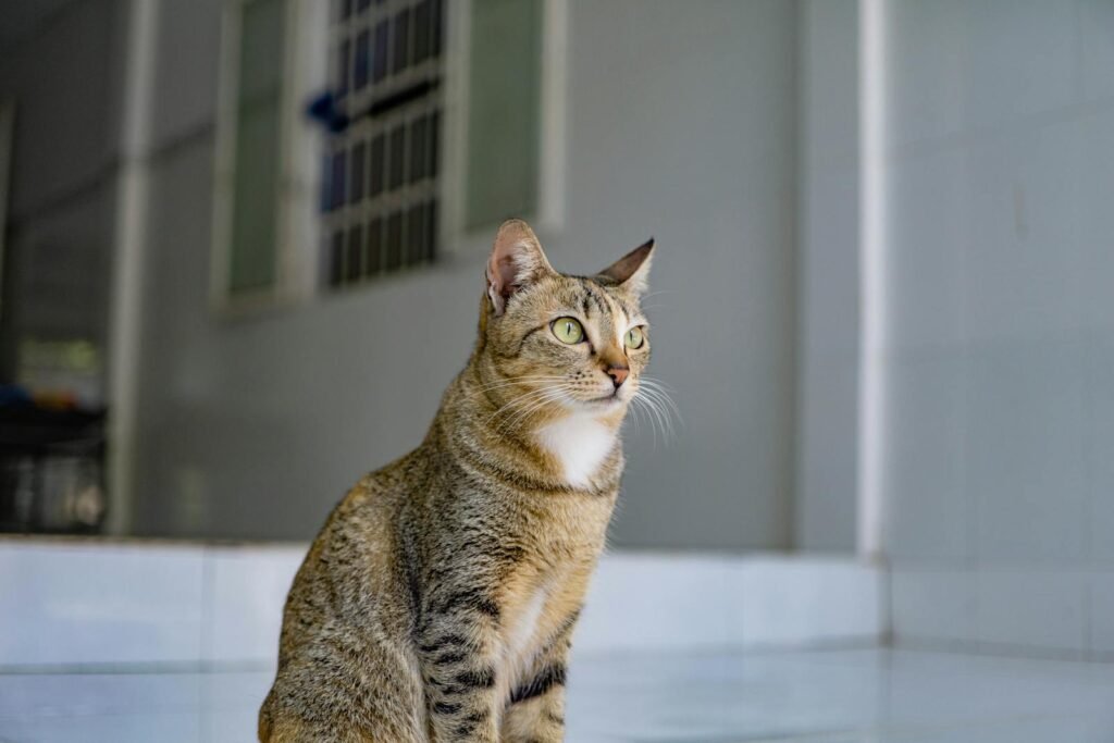 Domestic cat via pexels