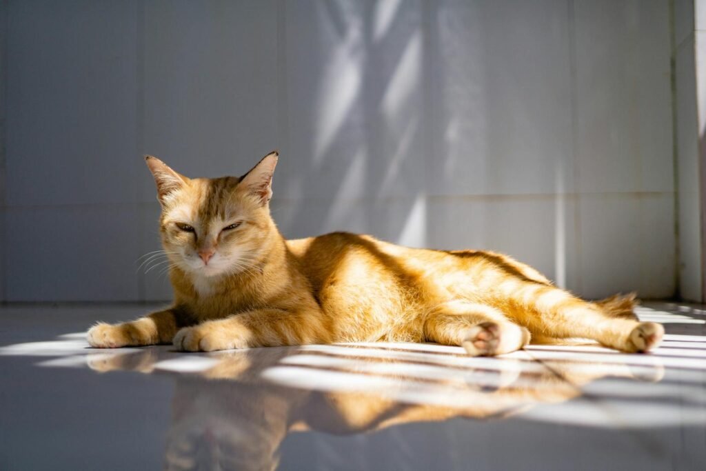 Domestic cat via pexels