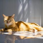 Domestic cat via pexels