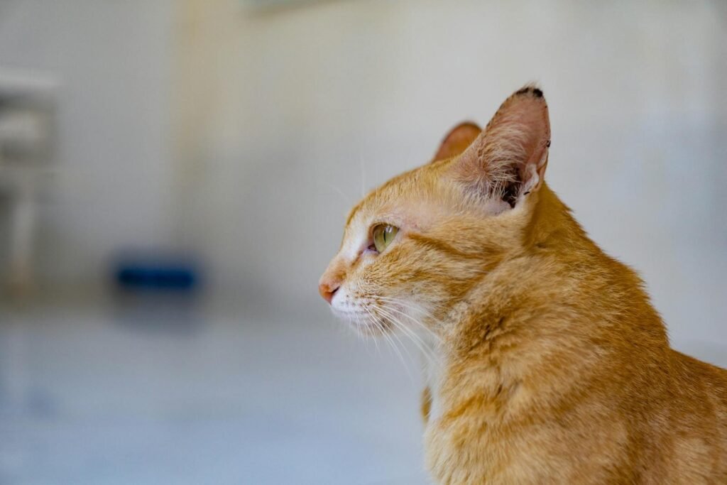 Domestic cat via pexels