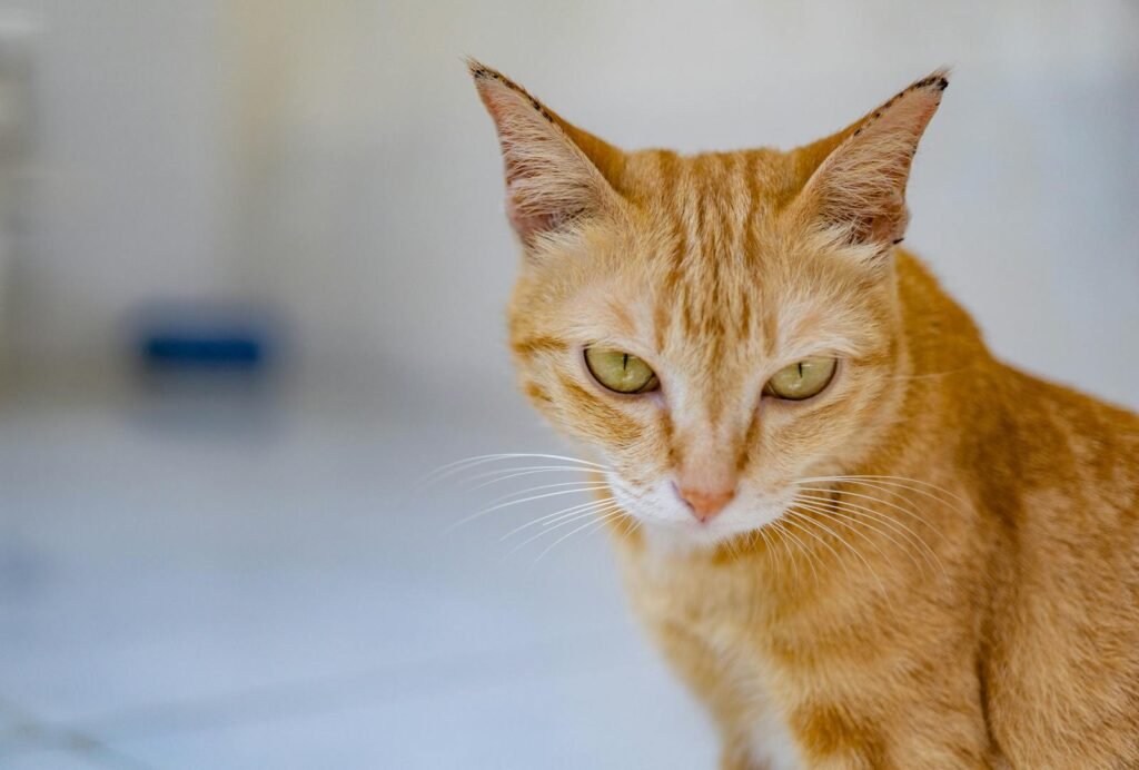 Domestic cat via pexels