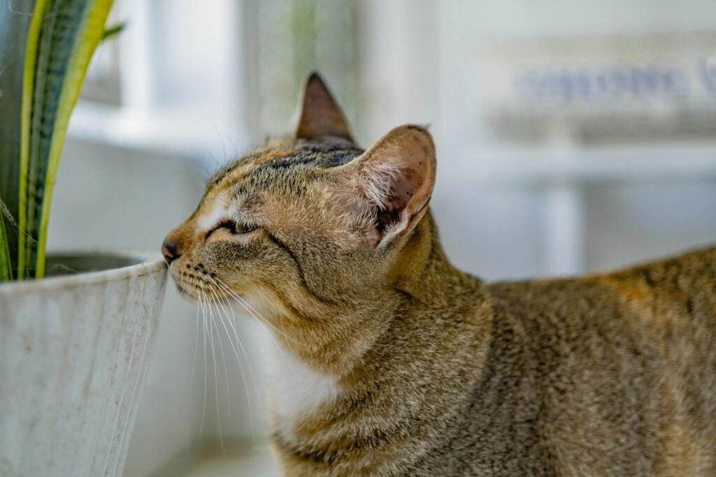 Domestic cat via Pexels