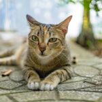 Domestic cat
