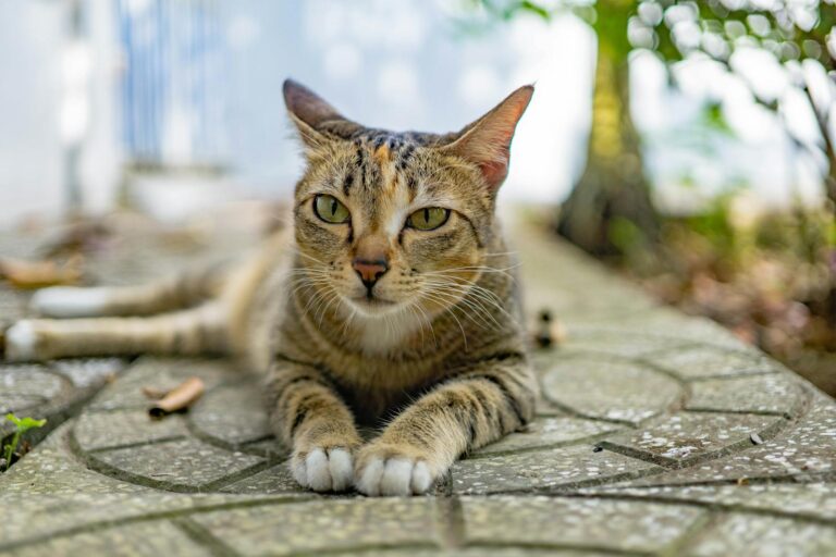 Domestic cat