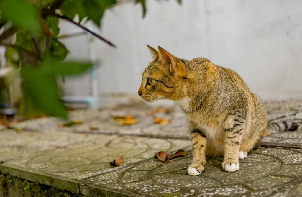 Domestic cat
