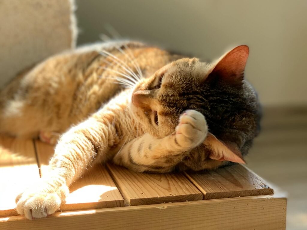 domestic cat