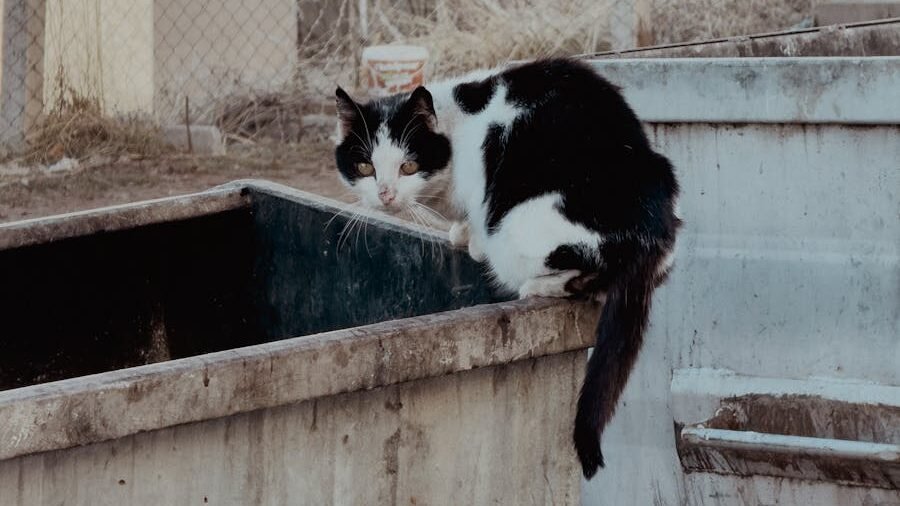 A black and white cat sitting on the edge of a dumpster in an urban setting, with a fenced yard and building visible in the background.
