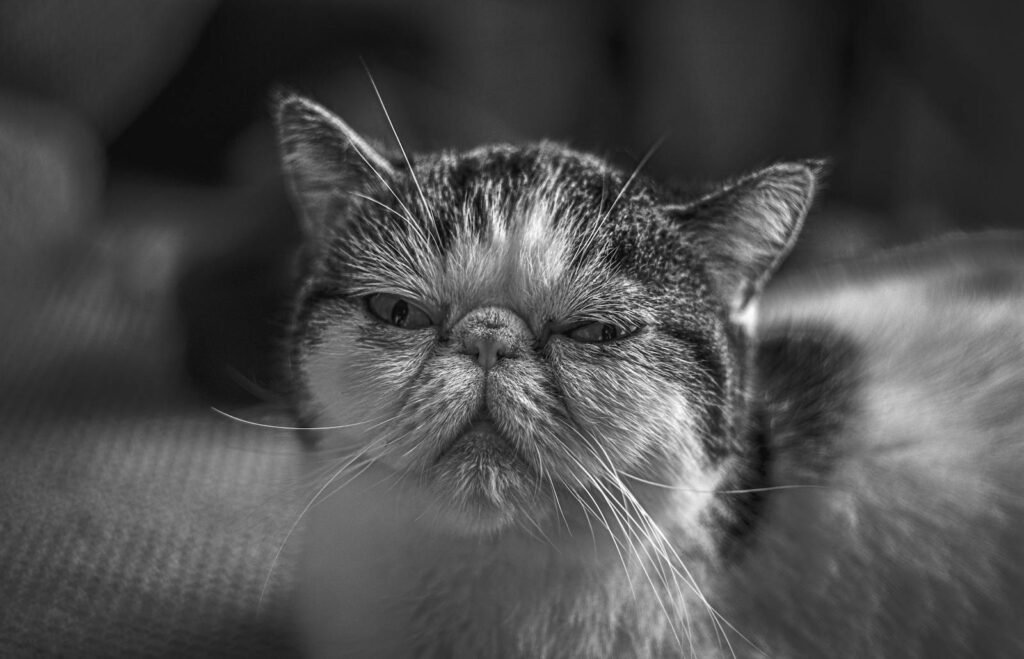 persian cat