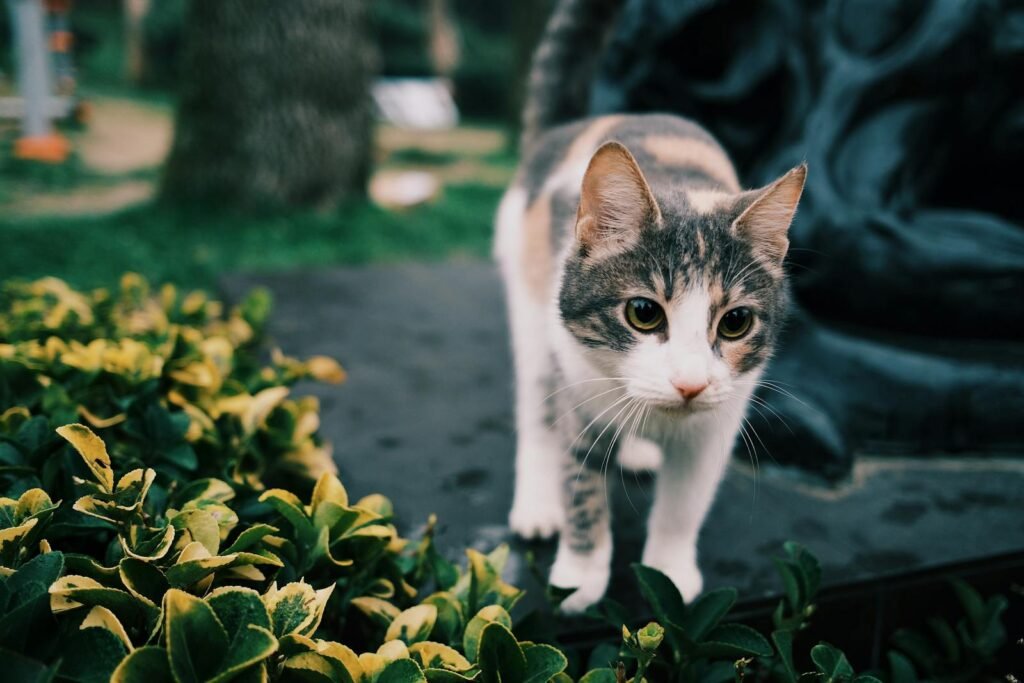 domestic cat: A curious cat exploring a lush garden with vibrant green foliage.