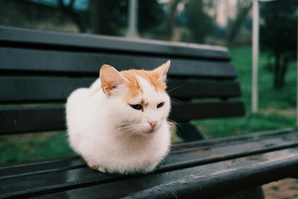domestic cat: A calm white cat with orange markings rests on a park bench outdoors.