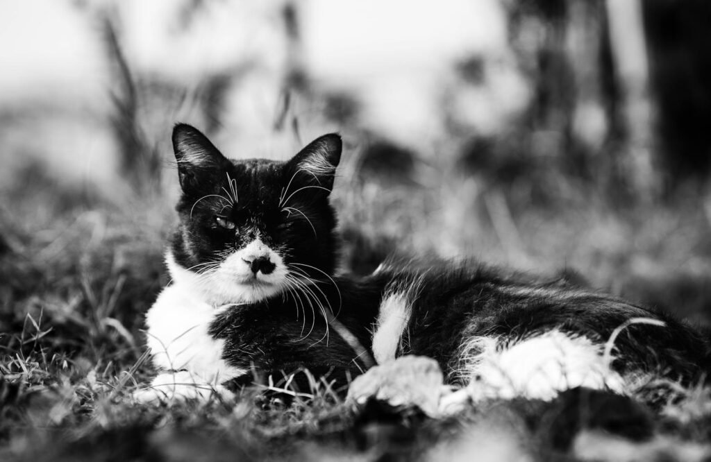 domestic cat: Black & White Cat