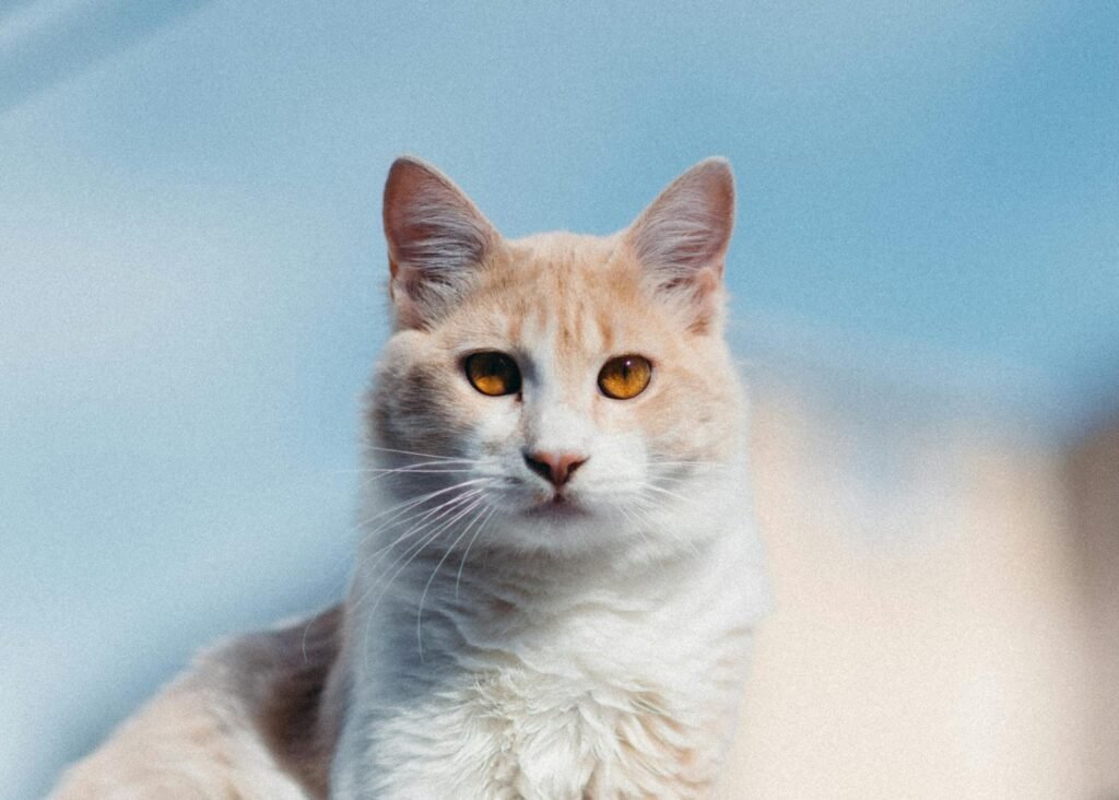 domestic cat: A calm white cat with orange