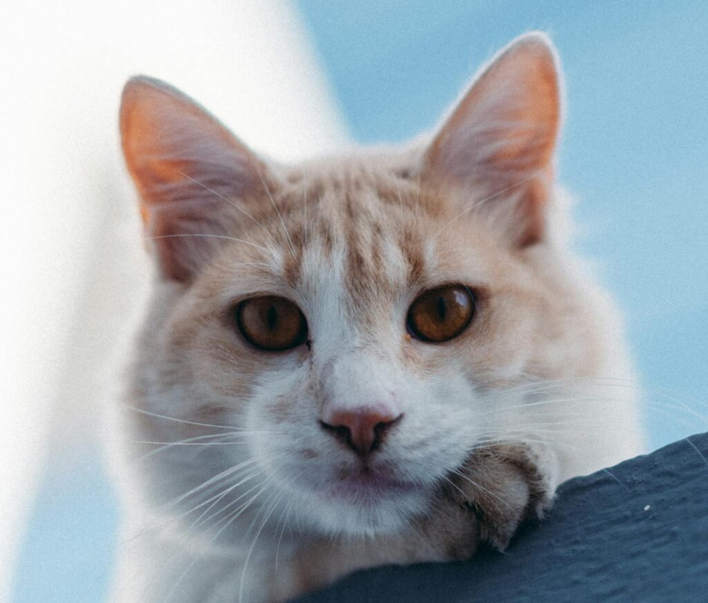 cat watching, cat starting to knead