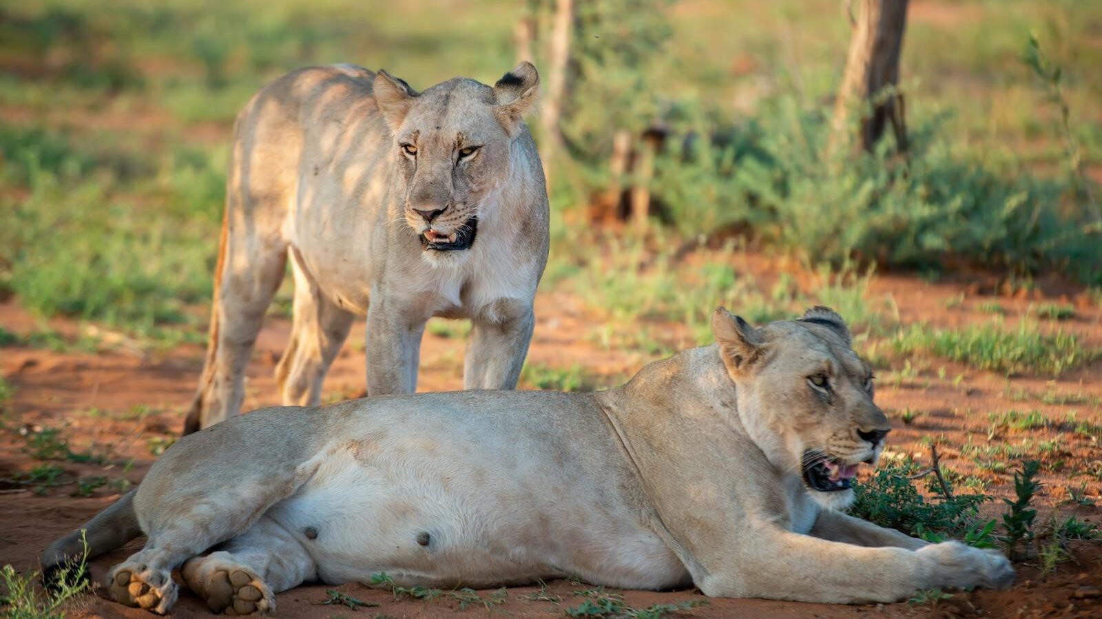 Two white tigers, a variation of the big cat species, in a grassy enclosure. One tiger is lying on the ground while the other stands nearby, with a backdrop of wooden structures and trees.