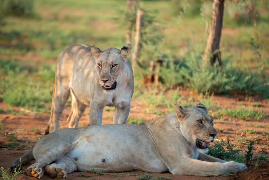 wild life corridor: Two majestic lions resting in the African savanna on a sunny day.