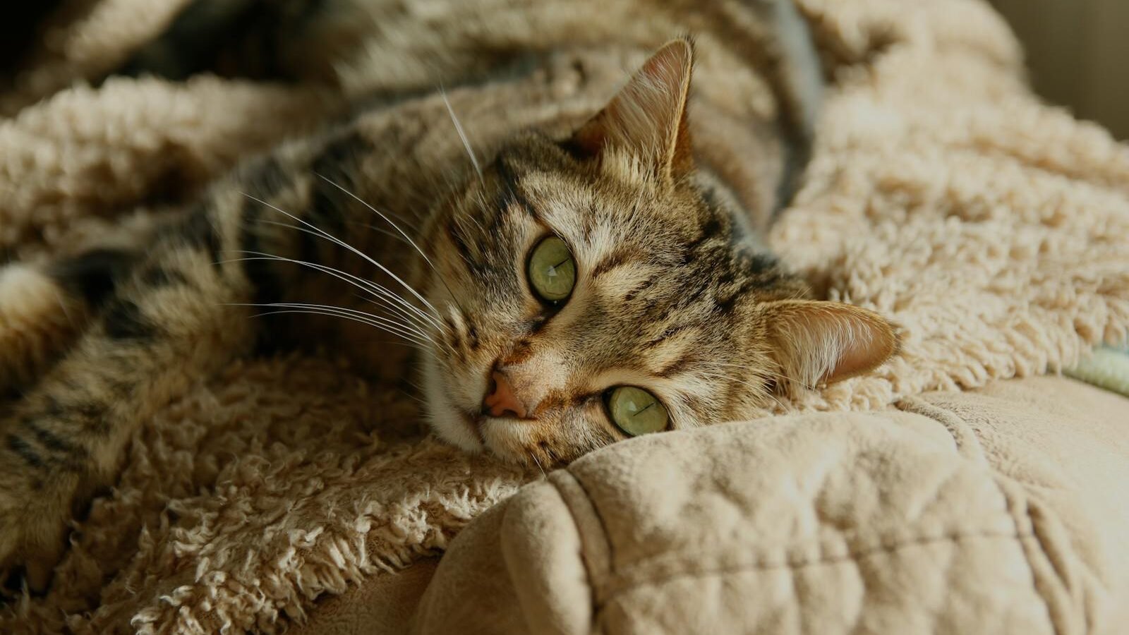 A tabby cat with green eyes lying on a soft beige blanket, gazing calmly into the distance in a cozy indoor setting.