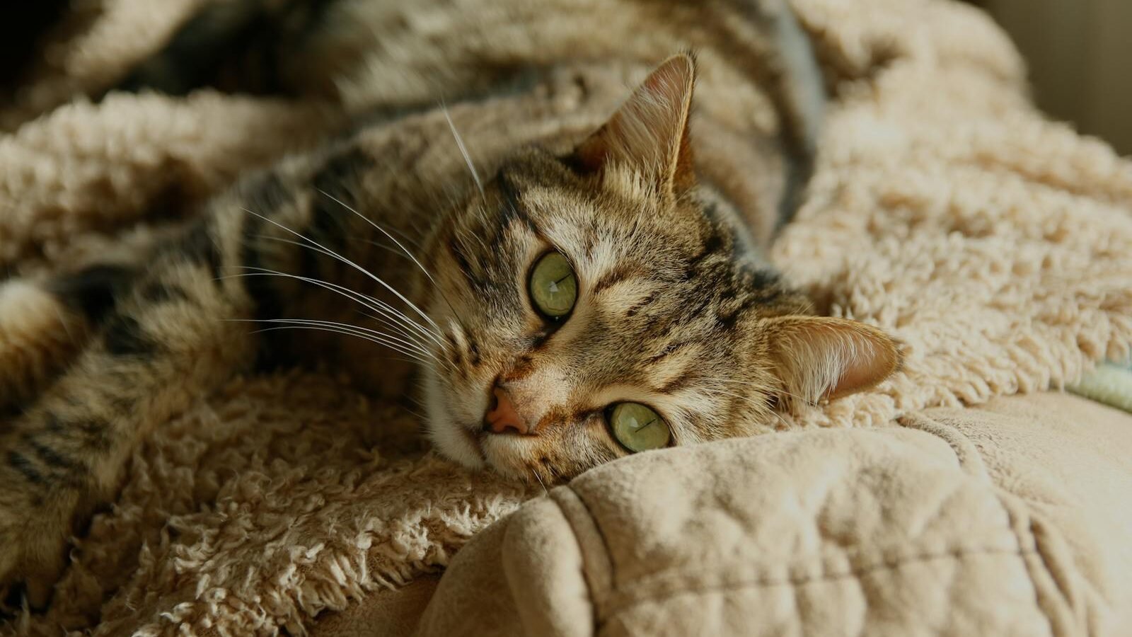 A Sokoke cat lying on a soft, beige blanket, with its green eyes half-open and its striped coat blending with the cozy background