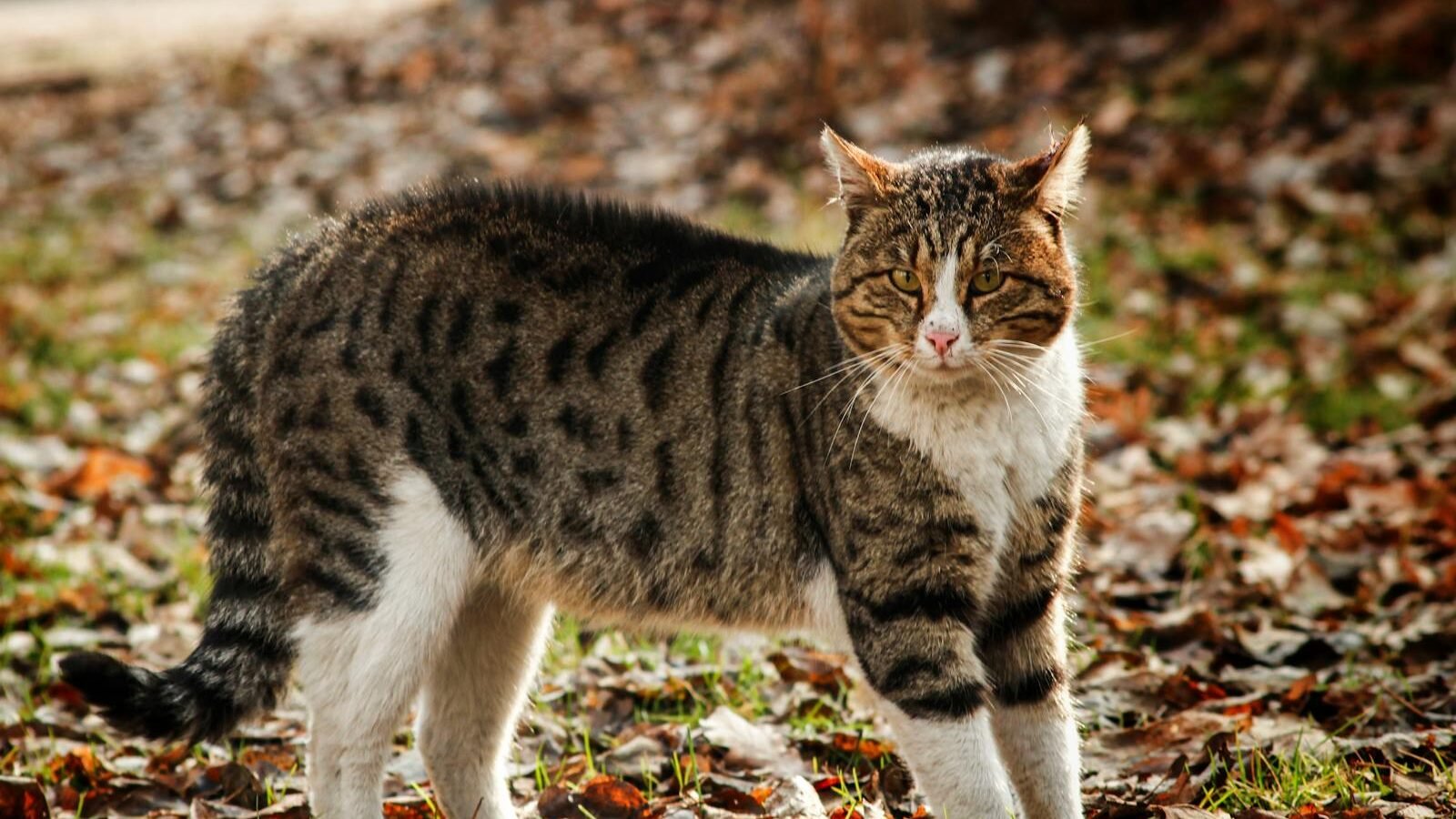 A brown and white tabby cat standing outdoors on a bed of fallen leaves, with a confident and alert expression on its face.