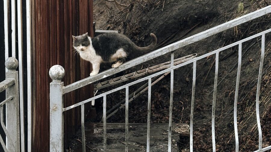 A gray and white cat standing on a slanted metal railing outside a wooden structure, with a backdrop of bare trees and a hilly terrain.