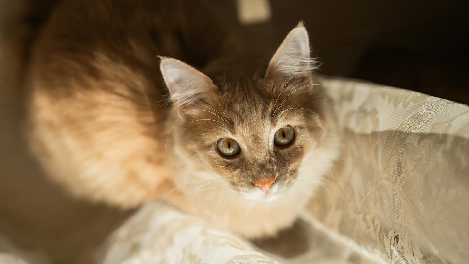 A soft-furred orange cat with bright, curious eyes sitting in warm sunlight, gazing upward with an attentive expression.