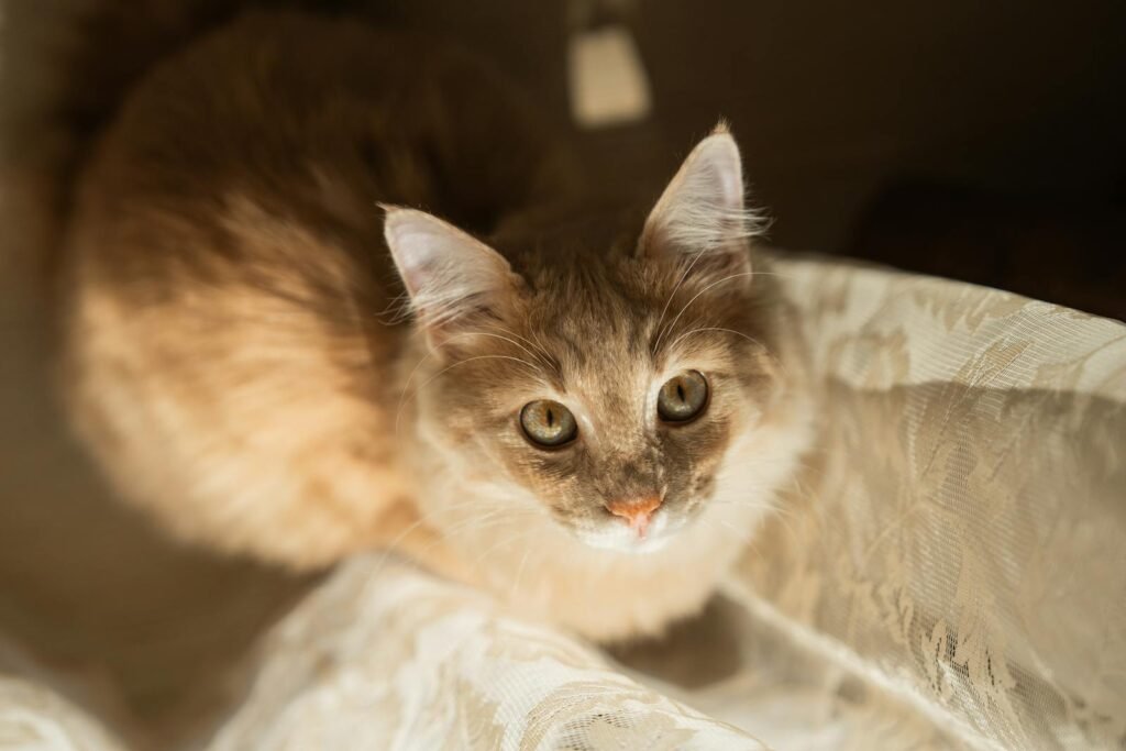 A fluffy orange and white cat with bright green eyes looking up curiously, sitting on a soft, sunlit fabric, creating a warm and serene scene.