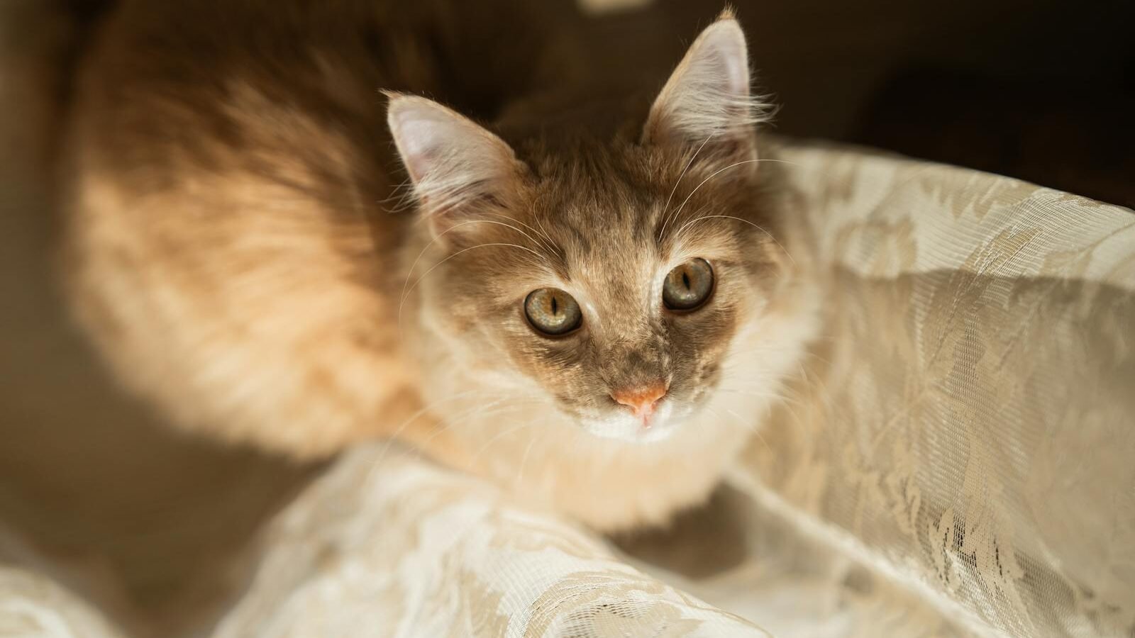 A fluffy orange cat with bright, curious eyes sitting on a light-colored fabric, illuminated by soft natural sunlight.
