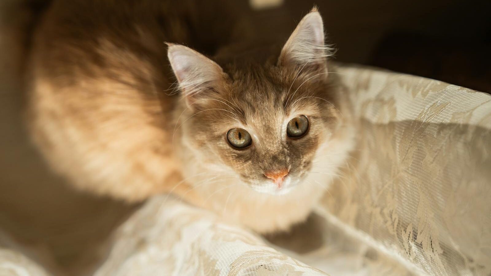 A close-up image of a fluffy orange cat with sharp green eyes, looking directly at the camera while sitting on a light-colored surface, illuminated by soft sunlight