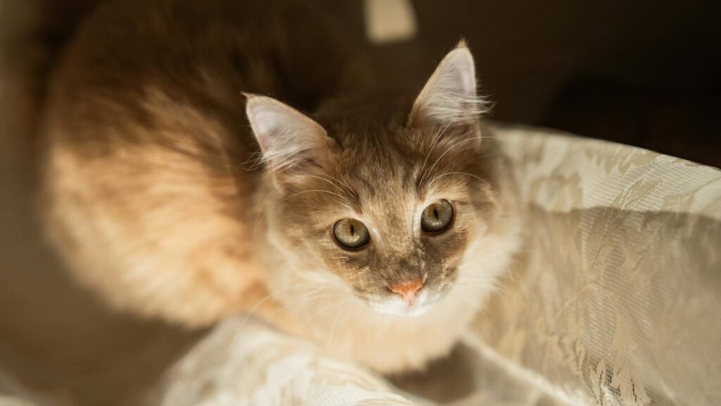 A fluffy orange and white cat with bright green eyes looking up curiously, sitting on a soft, sunlit fabric, creating a warm and serene scene.