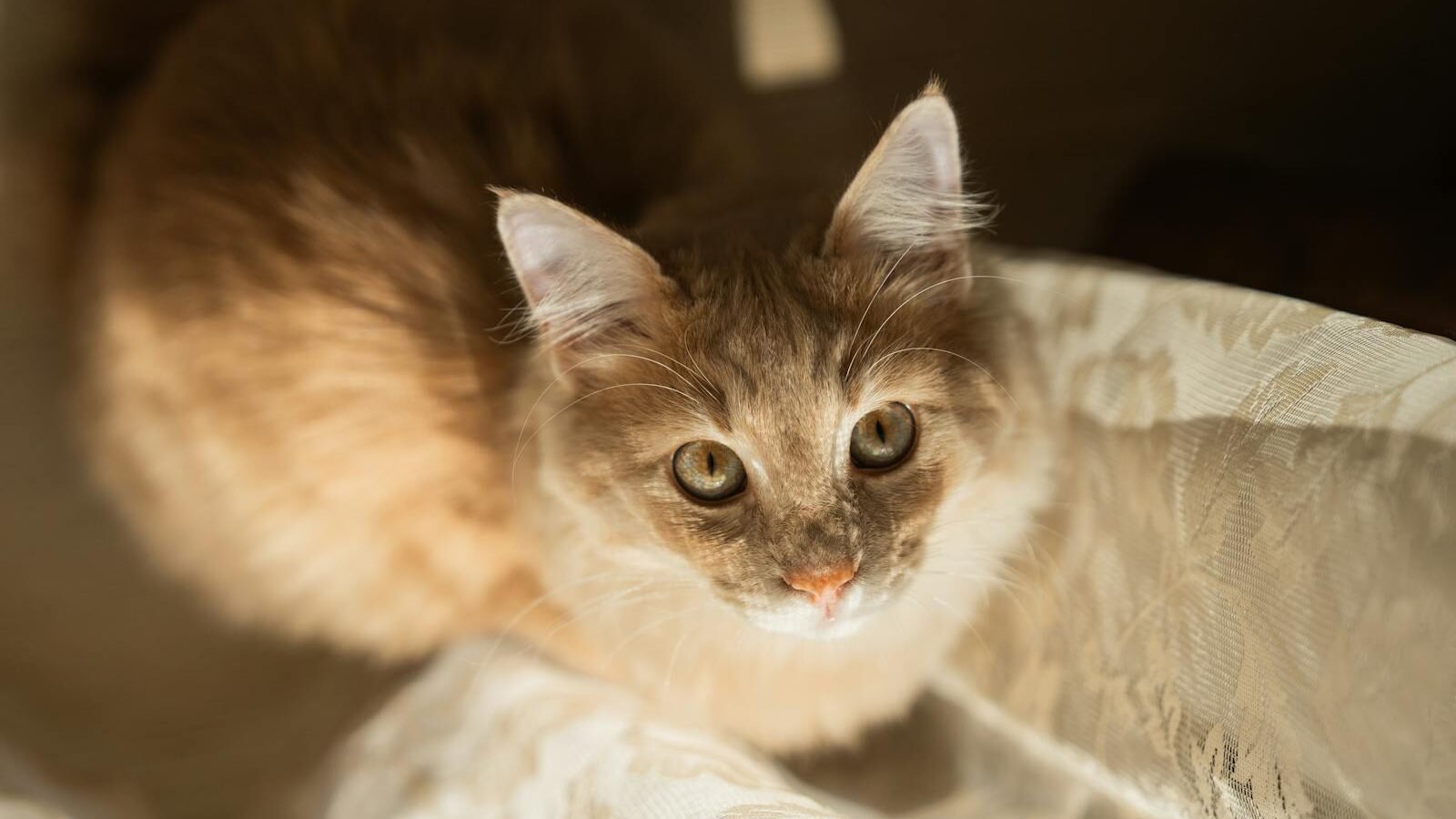 A fluffy orange and white cat with bright green eyes looking up curiously, sitting on a soft, sunlit fabric, creating a warm and serene scene.