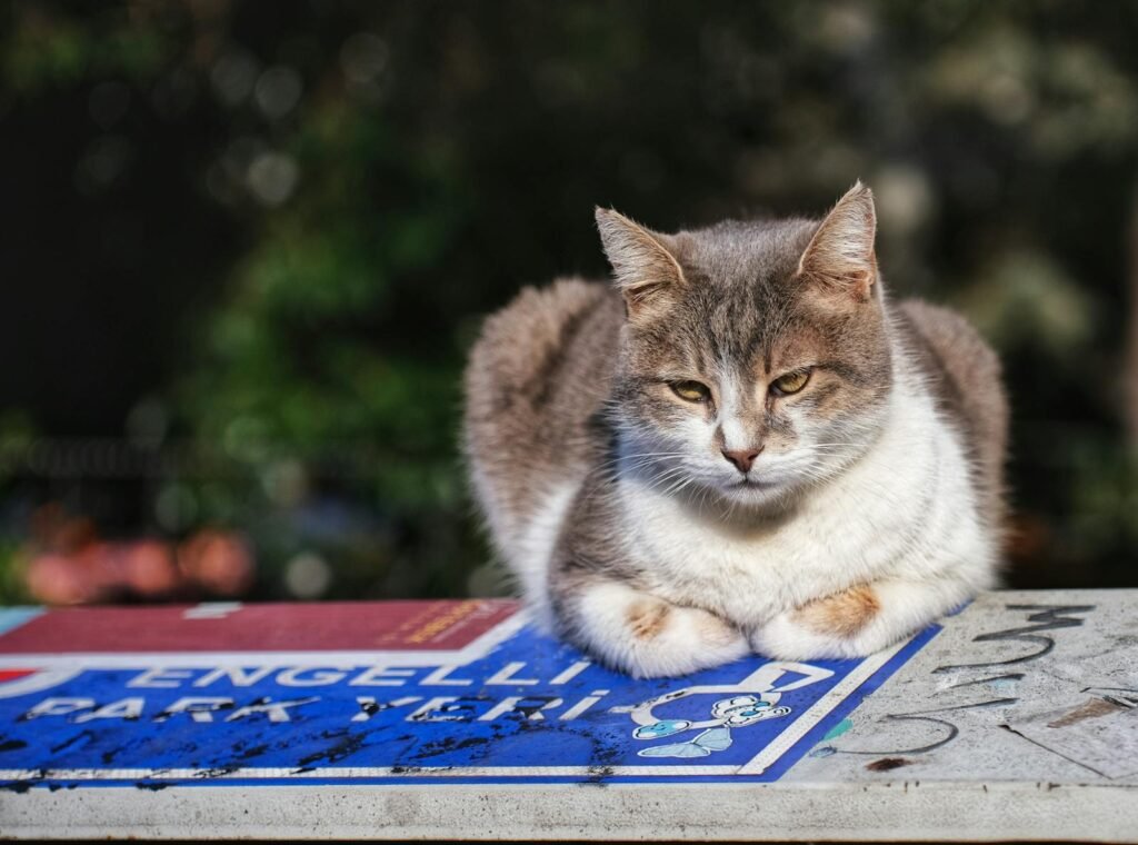 A calm cat sits on a vibrant signboard outdoors, blending nature and urban life.