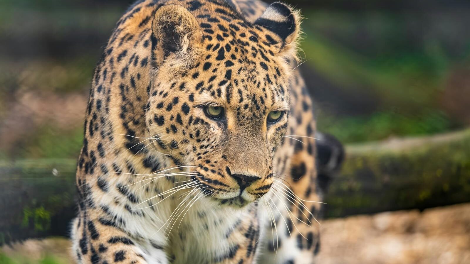 A close-up of a leopard with a striking spotted coat, walking cautiously in a natural environment. The background features blurred greenery, symbolizing the importance of habitat preservation for big cat conservation.