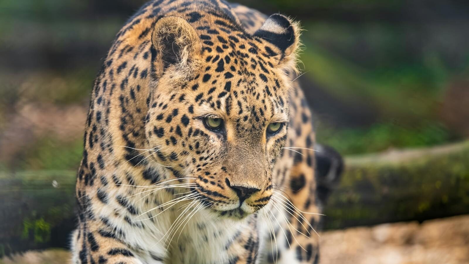 A close-up of a leopard walking gracefully in a natural setting. The leopard's sharp eyes and spotted coat are prominently displayed, with a blurred background of greenery and earthy tones.