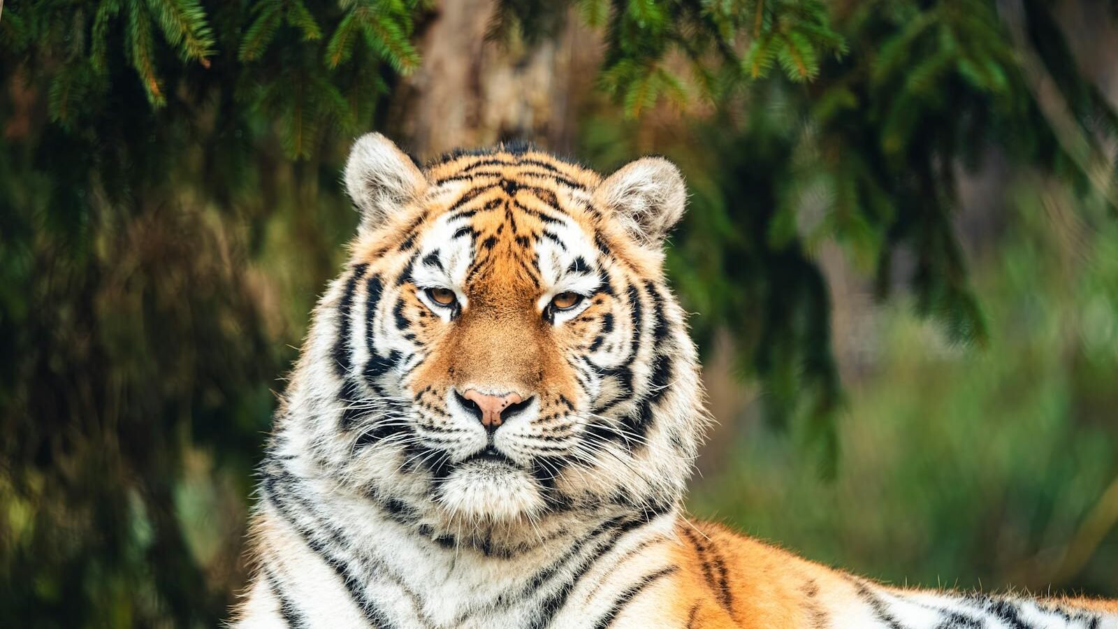 A close-up of a Bengal tiger resting in a natural setting. The tiger's striking orange and black striped coat is complemented by the green foliage in the background, and it gazes directly into the camera with a calm but intense expression.