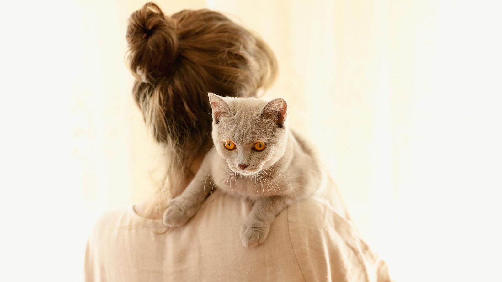 A light gray cat with bright amber eyes perched on the shoulder of a person with their hair tied in a bun, set against a softly lit background.