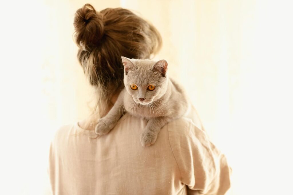 A British Shorthair cat resting on a woman's shoulder indoors, creating a warm and cozy atmosphere.