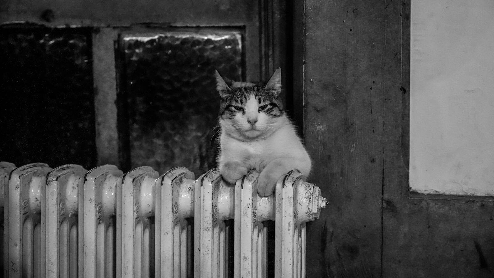 A black-and-white photo of a tabby cat sitting atop a radiator, comfortably nestled near a rustic window and wooden frame.