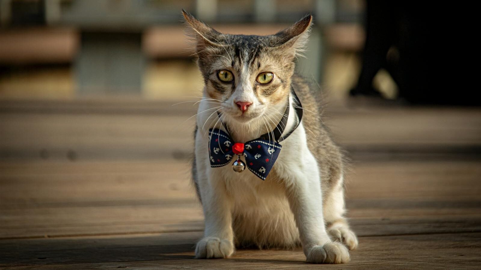 A stylish cat wearing a patterned bow tie and collar, sitting attentively on a wooden deck with a blurred background, exuding charm and personality.