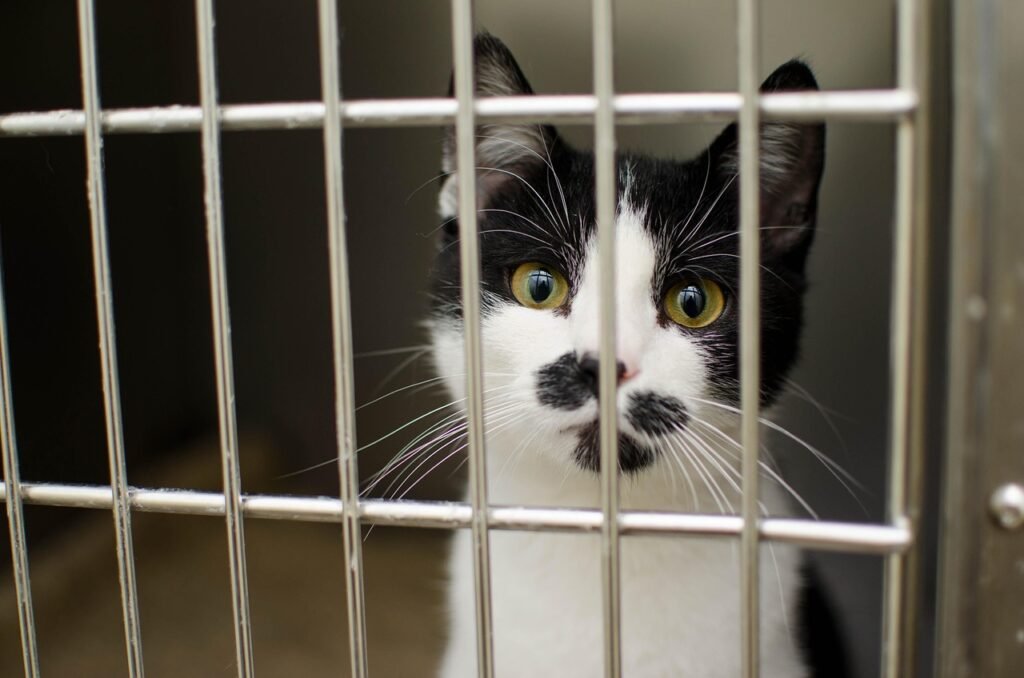 cat, pet, sadness, sad, pet cat, shelter, animal, sick cat, cat's eyes, cage, shelter, sick cat, sick cat, sick cat, sick cat, sick cat, cage, cage, cage