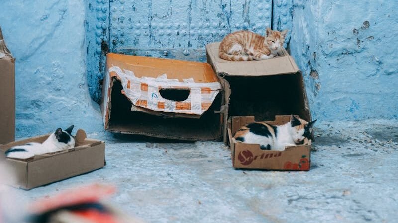 Two fluffy white kittens sitting inside a cardboard box, peeking out with curious expressions, illustrating the natural feline fascination with small, enclosed spaces