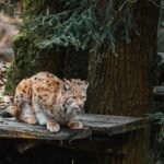 A wild lynx with a spotted coat sitting on a wooden platform in a forest, surrounded by trees and natural foliage.