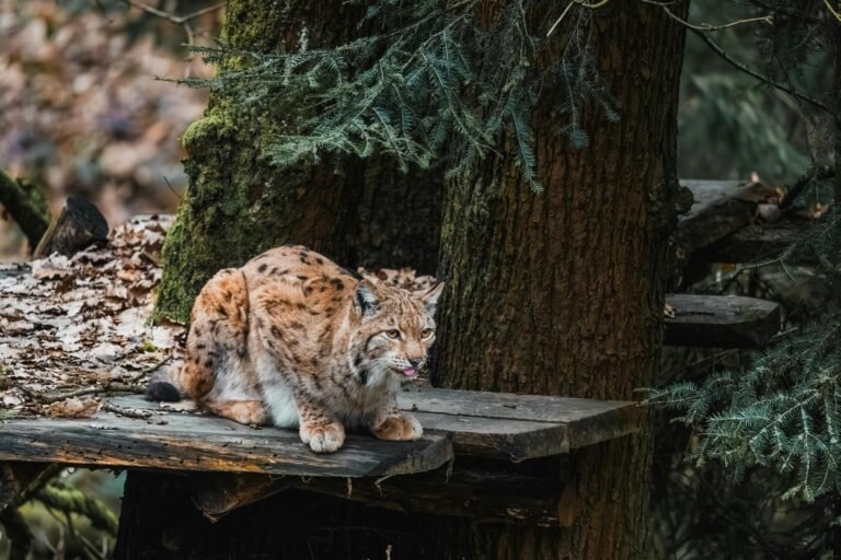 A wild lynx with a spotted coat sitting on a wooden platform in a forest, surrounded by trees and natural foliage.