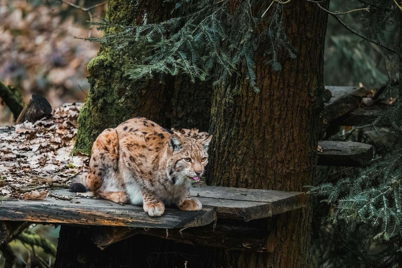 A wild lynx with a spotted coat sitting on a wooden platform in a forest, surrounded by trees and natural foliage.