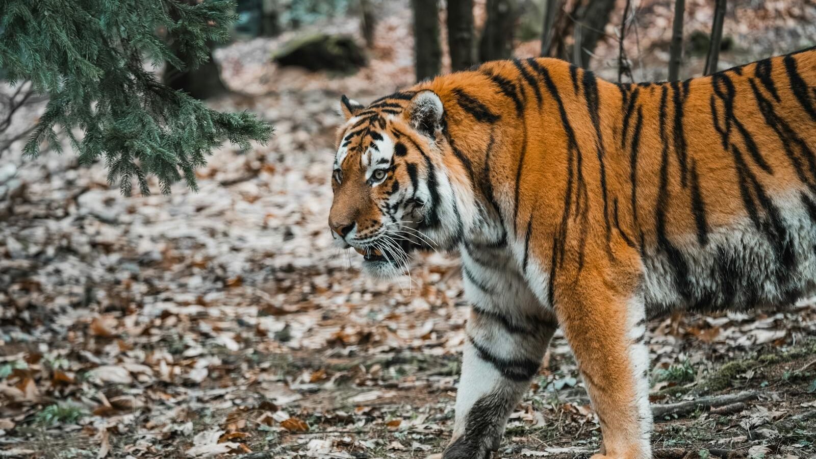 A majestic tiger with a vibrant orange and black striped coat walking through a forested area, surrounded by fallen leaves and trees