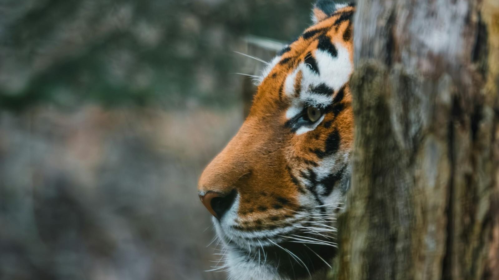 A Bengal tiger peeking from behind a tree, its sharp gaze focused on something in the distance