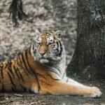 A majestic Bengal tiger reclining on the forest floor near a large tree. The tiger's bright orange fur with bold black stripes contrasts with the earthy tones of the forest background.
