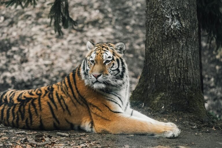 A majestic Bengal tiger reclining on the forest floor near a large tree. The tiger's bright orange fur with bold black stripes contrasts with the earthy tones of the forest background.
